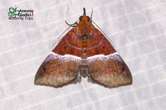 Euphiuche picta