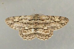 Hypomecis transcissa