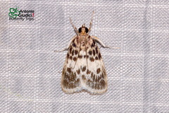 Erpis macularis