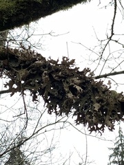 Lobaria pulmonaria