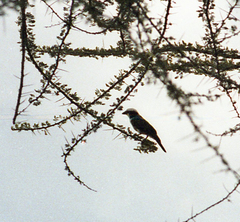 Eurocephalus ruppelli