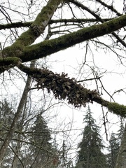Lobaria pulmonaria