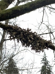 Lobaria pulmonaria