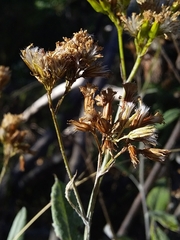 Senecio hypoleucus
