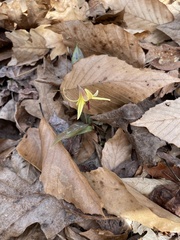 Erythronium umbilicatum