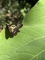 Catasticta nimbice