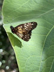Catasticta nimbice