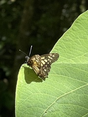 Catasticta nimbice