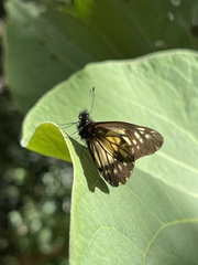 Catasticta nimbice