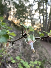 Ribes menziesii