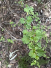 Ribes menziesii
