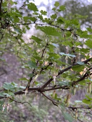 Ribes menziesii