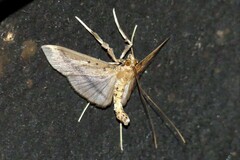Filodes fulvidorsalis