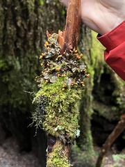 Peltigera membranacea