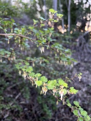 Ribes menziesii