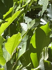 Leptophobia aripa