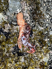 Apostichopus californicus