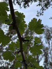 Ribes menziesii
