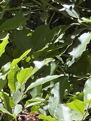 Leptophobia aripa