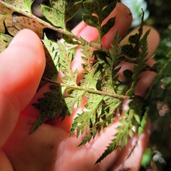 Polystichum oculatum