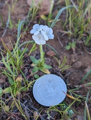 Plagiobothrys tenellus