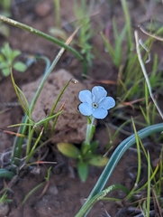 Plagiobothrys tenellus