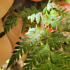 Polystichum oculatum