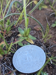 Plagiobothrys tenellus