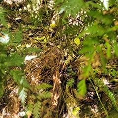 Polystichum oculatum