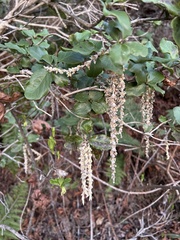 Garrya elliptica