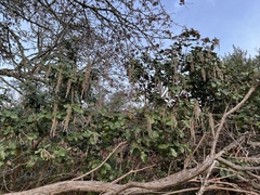 Garrya elliptica