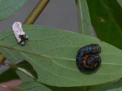 Macremphytus testaceus