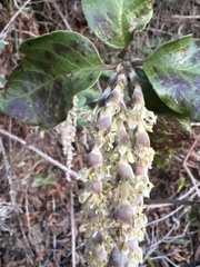Garrya elliptica