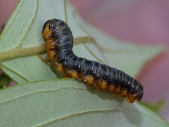 Macremphytus testaceus