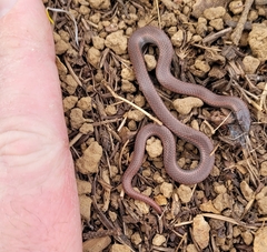 Contia tenuis