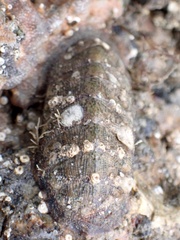 Chitonoidea