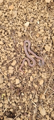 Contia tenuis