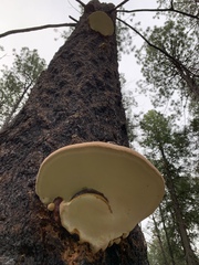 Fomitopsis schrenkii