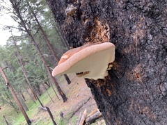 Fomitopsis schrenkii