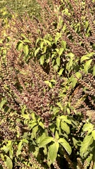 Ocimum gratissimum