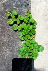Dichondra repens