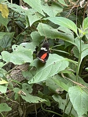 Heliconius hortense