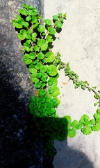 Dichondra repens
