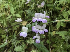 Collinsia