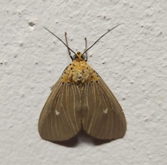 Asota