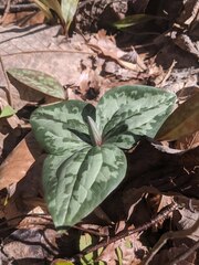 Trillium decumbens