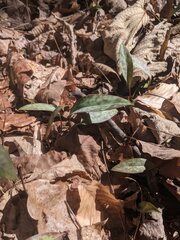 Erythronium umbilicatum
