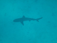Carcharhinus galapagensis