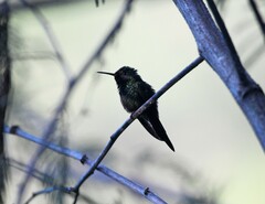 Riccordia swainsonii