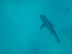 Carcharhinus galapagensis